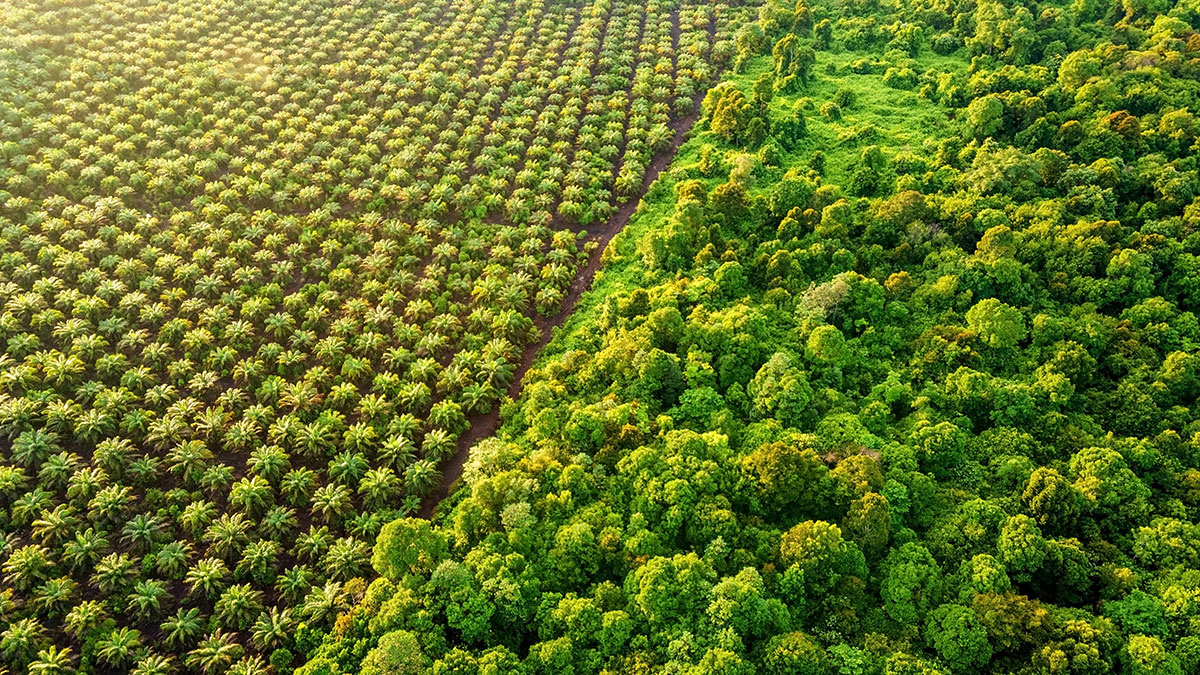 oil_palm_plantation